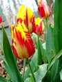 Tulip pulchella Violacea
